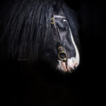 Oboe's profile.