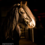 Greeting the new summer day. Bon Jovi greets a new Summer day