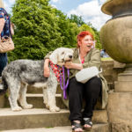 Old English Sheepdog Walk