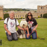 Old English Sheepdog Walk