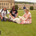 Old English Sheepdog Walk