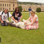 Old English Sheepdog Walk