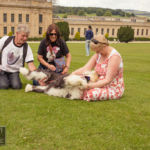 Old English Sheepdog Walk