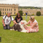 Old English Sheepdog Walk