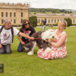 Old English Sheepdog Walk