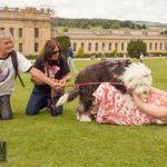 Old English Sheepdog Walk