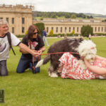 Old English Sheepdog Walk