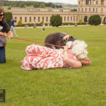 Old English Sheepdog Walk