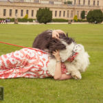 Old English Sheepdog Walk