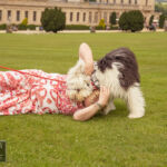 Old English Sheepdog Walk