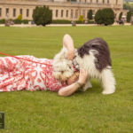 Old English Sheepdog Walk