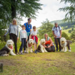 Old English Sheepdog Walk