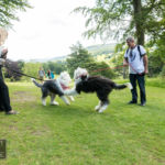Old English Sheepdog Walk