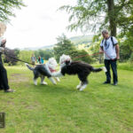 Old English Sheepdog Walk