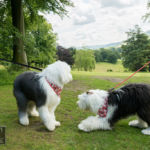Old English Sheepdog Walk
