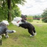 Old English Sheepdog Walk