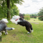 Old English Sheepdog Walk