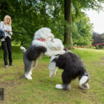 Old English Sheepdog Walk