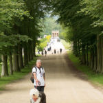 Old English Sheepdog Walk