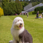 Old English Sheepdog Walk