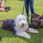 Old English Sheepdog Walk