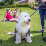 Old English Sheepdog Walk