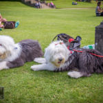 Old English Sheepdog Walk