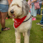 Old English Sheepdog Walk
