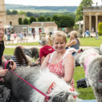 Old English Sheepdog Walk