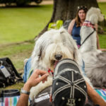 Old English Sheepdog Walk