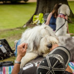 Old English Sheepdog Walk