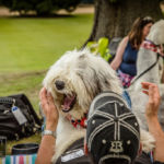 Old English Sheepdog Walk
