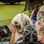 Old English Sheepdog Walk