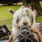 Old English Sheepdog Walk