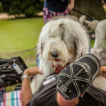 Old English Sheepdog Walk