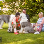 Old English Sheepdog Walk