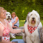 Old English Sheepdog Walk