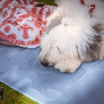 Old English Sheepdog Walk