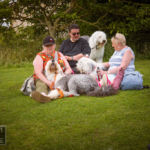 Old English Sheepdog Walk