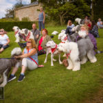 Old English Sheepdog Walk