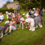 Old English Sheepdog Walk